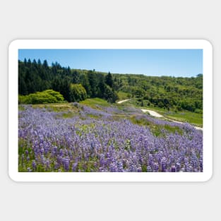 Lupine flowers on a hillside Sticker